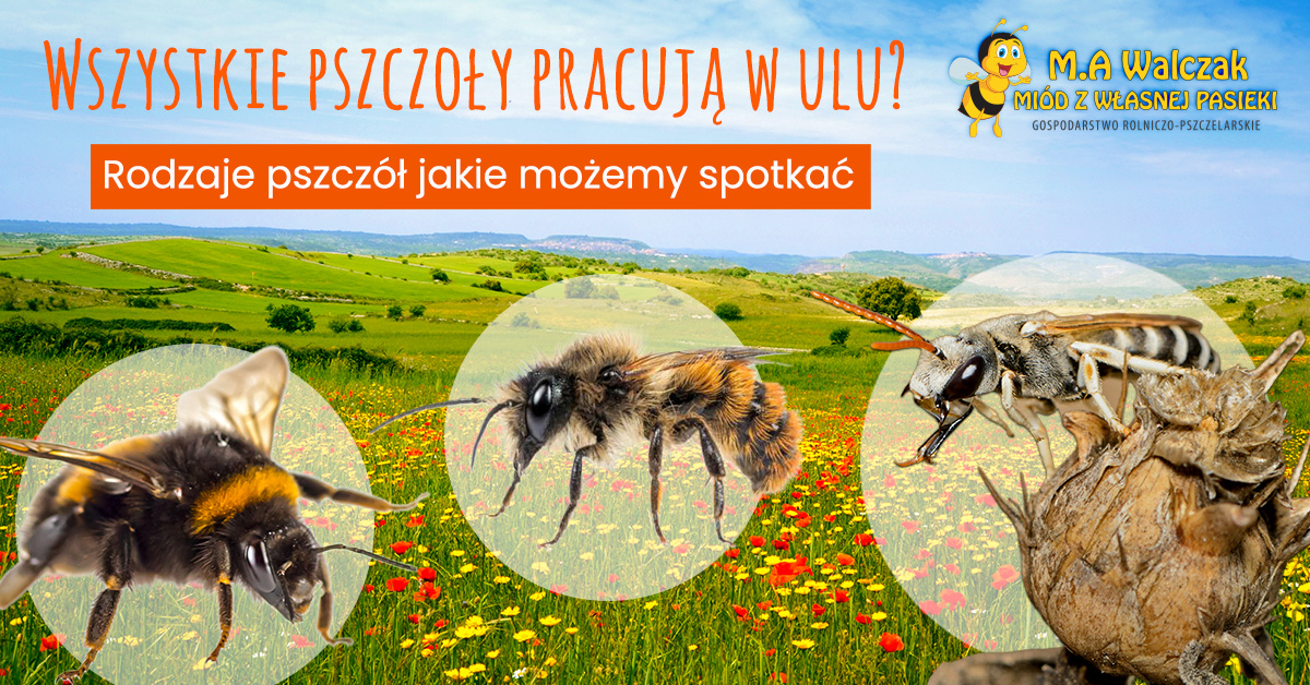 You are currently viewing Rodzaje pszczół: Przedstawienie różnych rodzajów pszczół i ich unikalnych cech