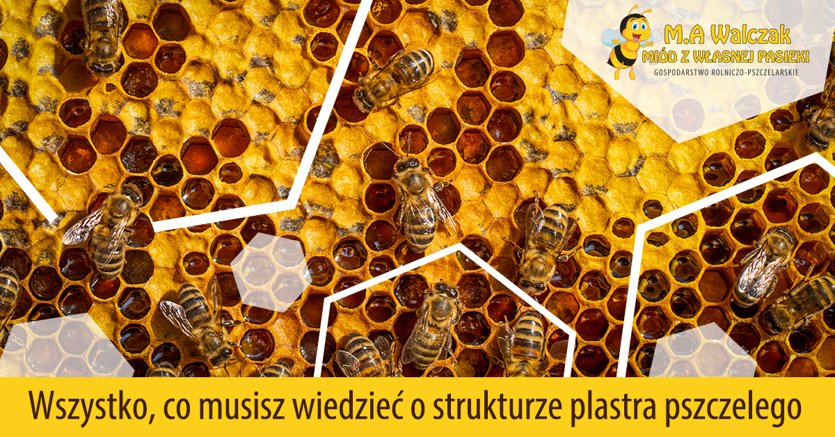 You are currently viewing Wszystko, co musisz wiedzieć o strukturze plastra pszczelego