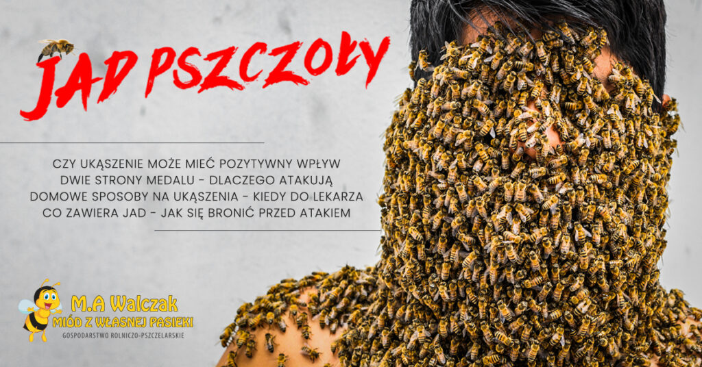 Read more about the article Jad pszczoły