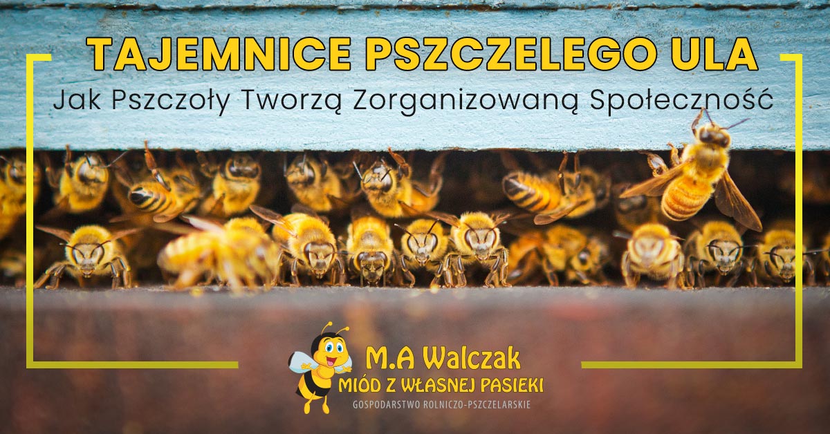 You are currently viewing Tajemnice Pszczelego Ula